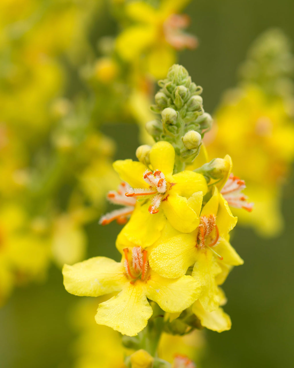 Certified organic Mullein blend extract for lung health