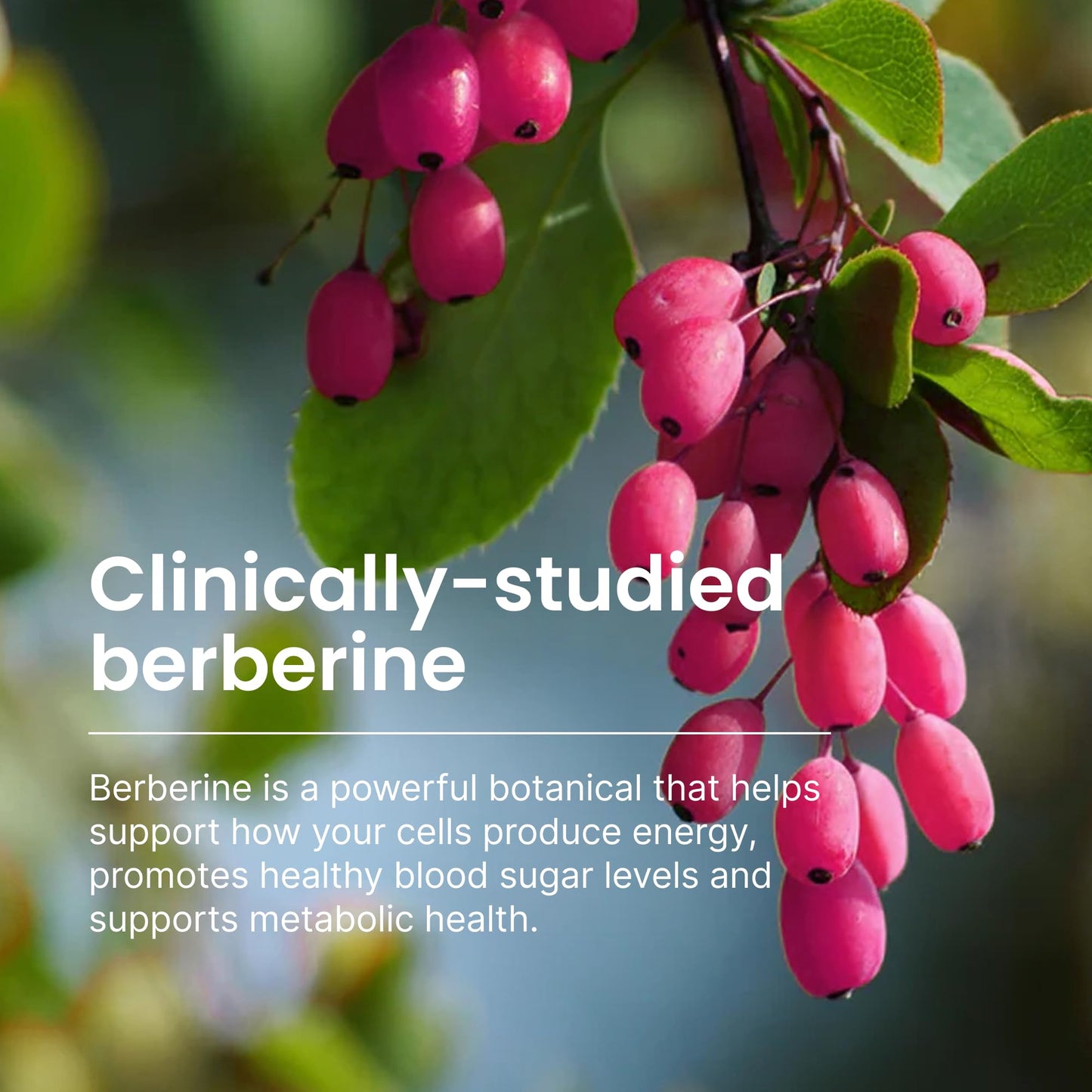 Close-up view of HumanN SuperBerine metabolism and heart health supplement premium packaging highlighting the high absorption technology.