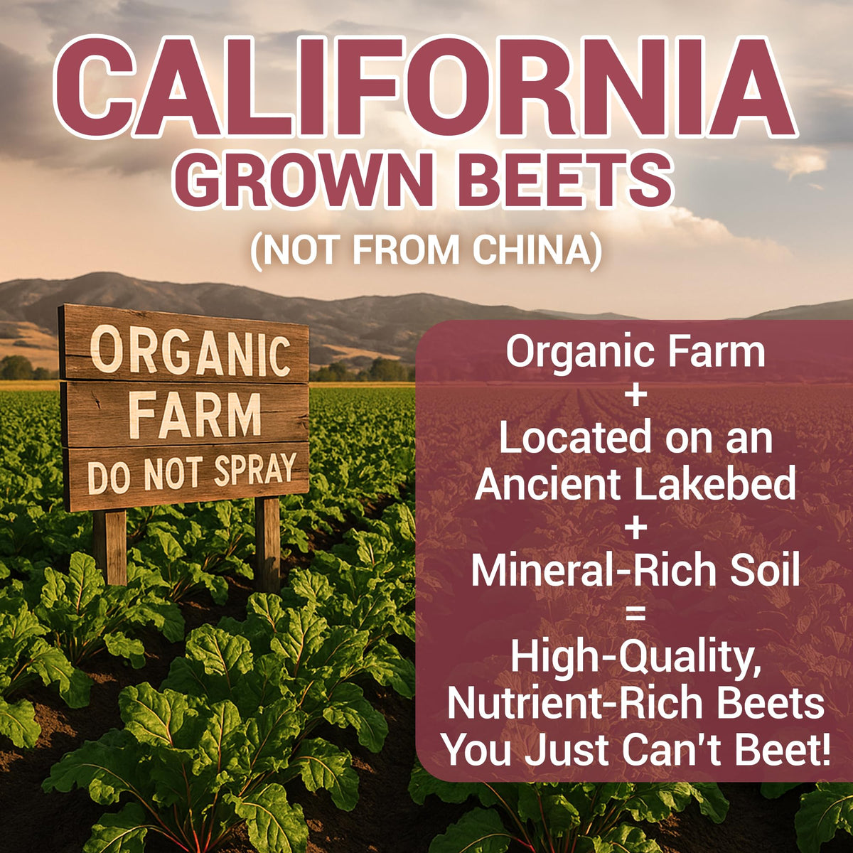 Dr. Berg Raw Organic Beet Powder nutrition facts label and pure ingredients list.
