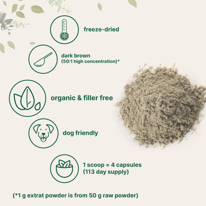 Fine texture of freeze dried organic Turkey Tail mushroom extract powder for smoothies and coffee