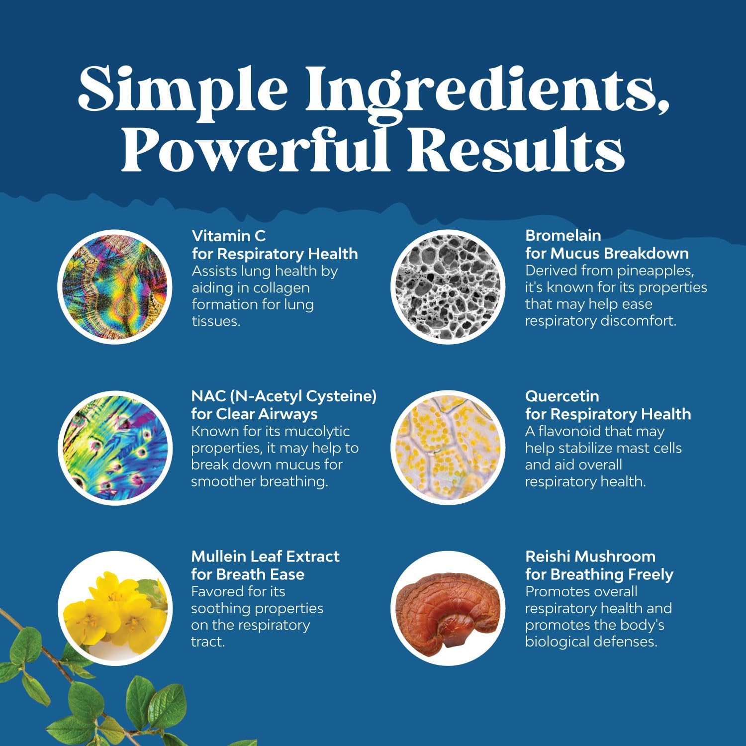 Natures Craft Mullein Leaf lung detox capsules packaging design