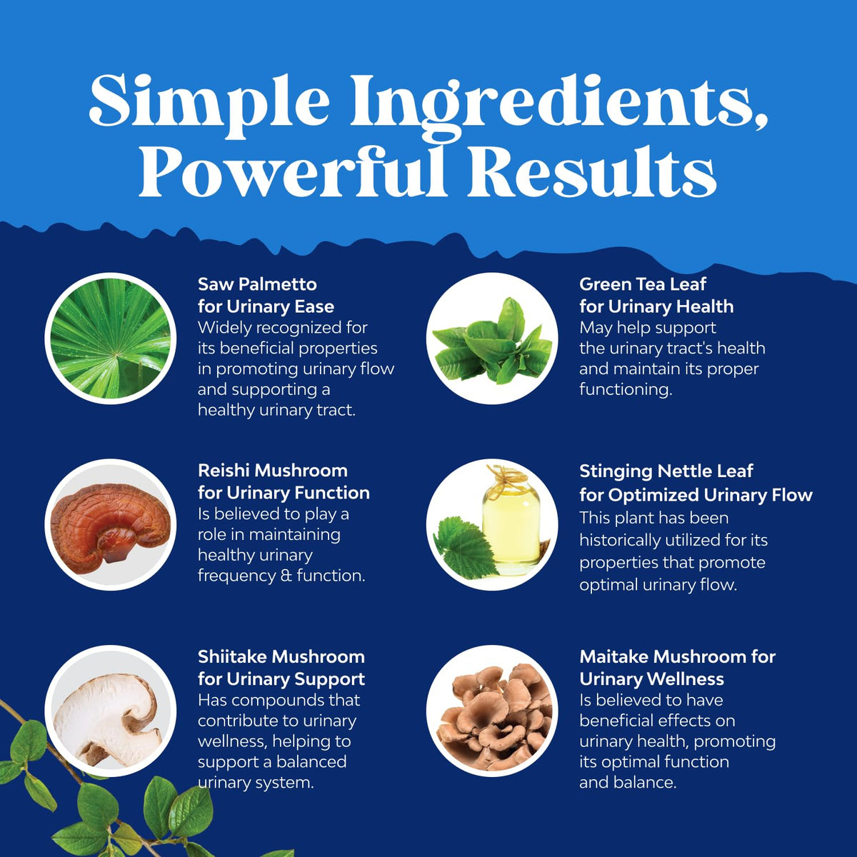 Authentic Natures Craft brand seal and packaging details for male vitality capsules