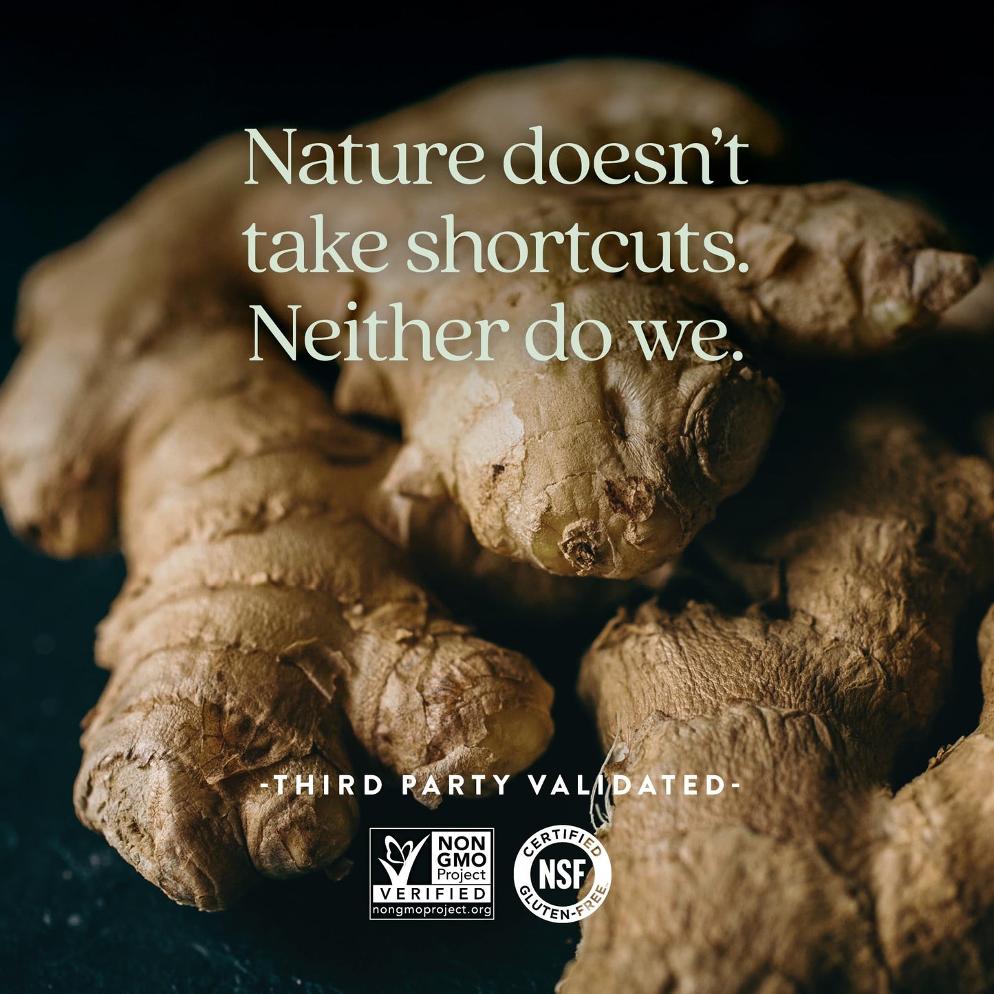 Non GMO verified ginger root extract capsules by New Chapter close up