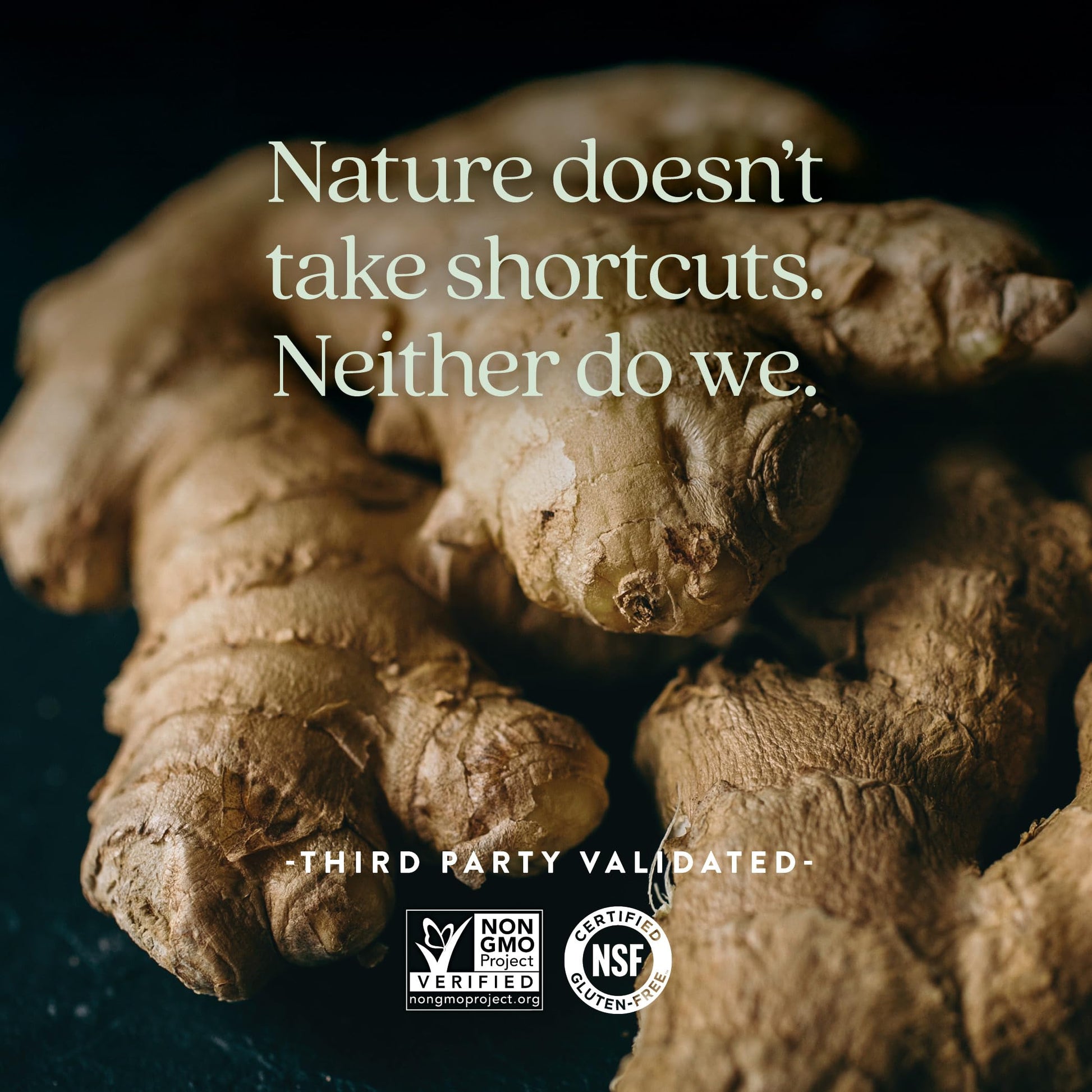 Non GMO verified ginger root extract capsules by New Chapter close up