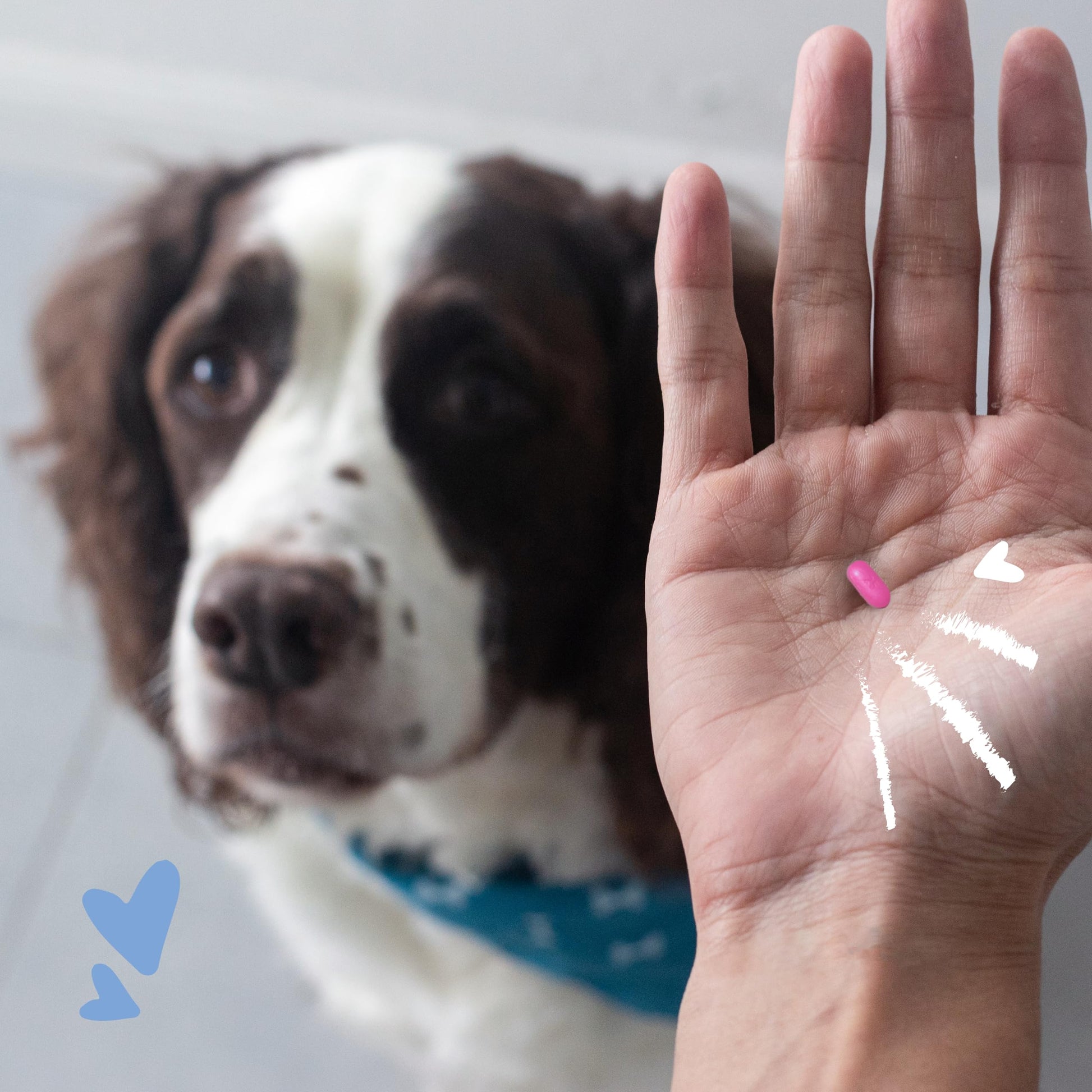 PetArmor pet antihistamine tablets weight dosage chart details