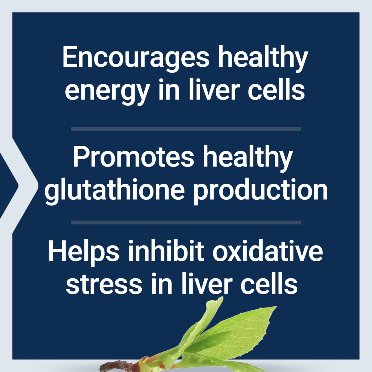 Life Extension Liver Efficiency Formula capsule size and texture