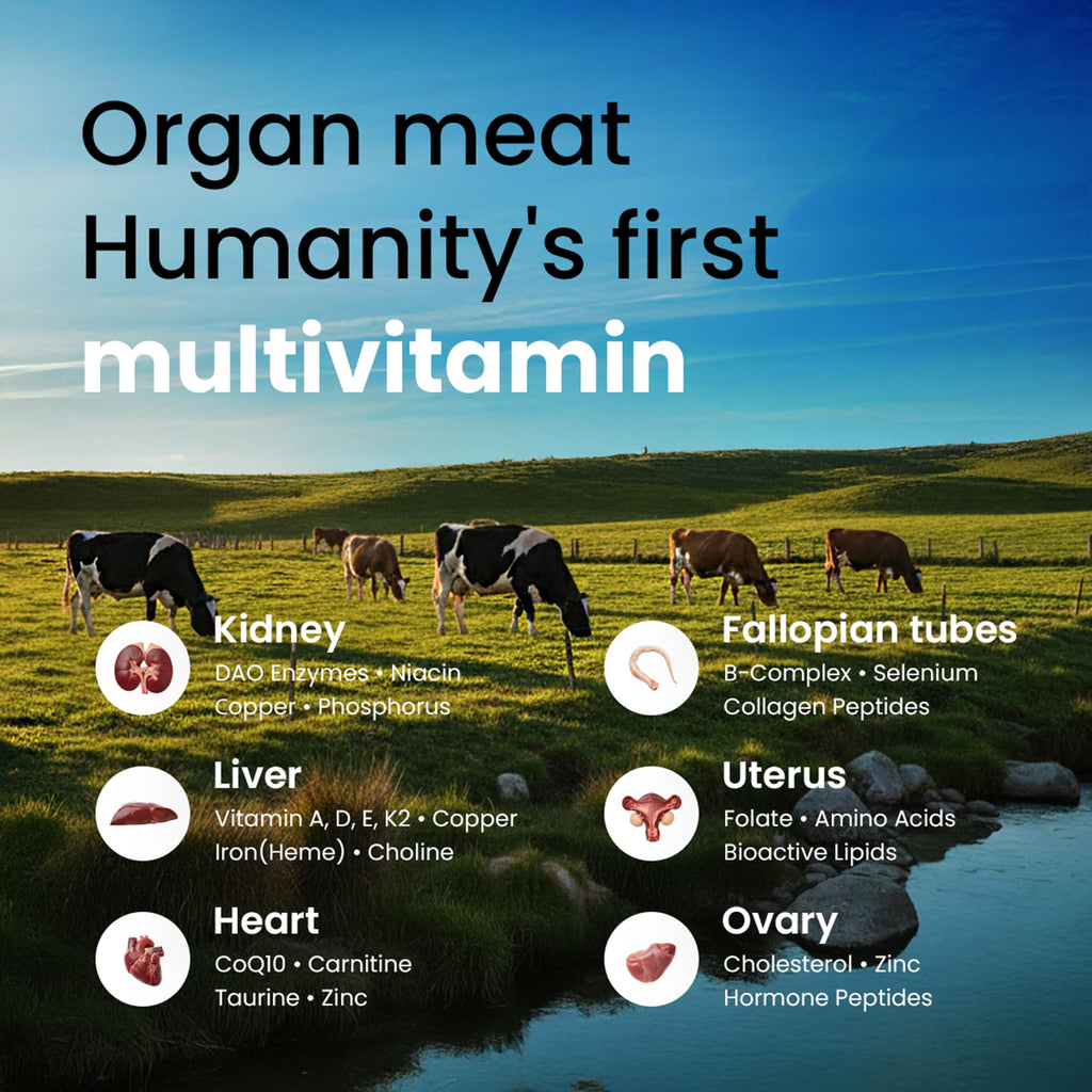Bloomeo Babe grass-fed bovine organ supplement bottle with capsule preview