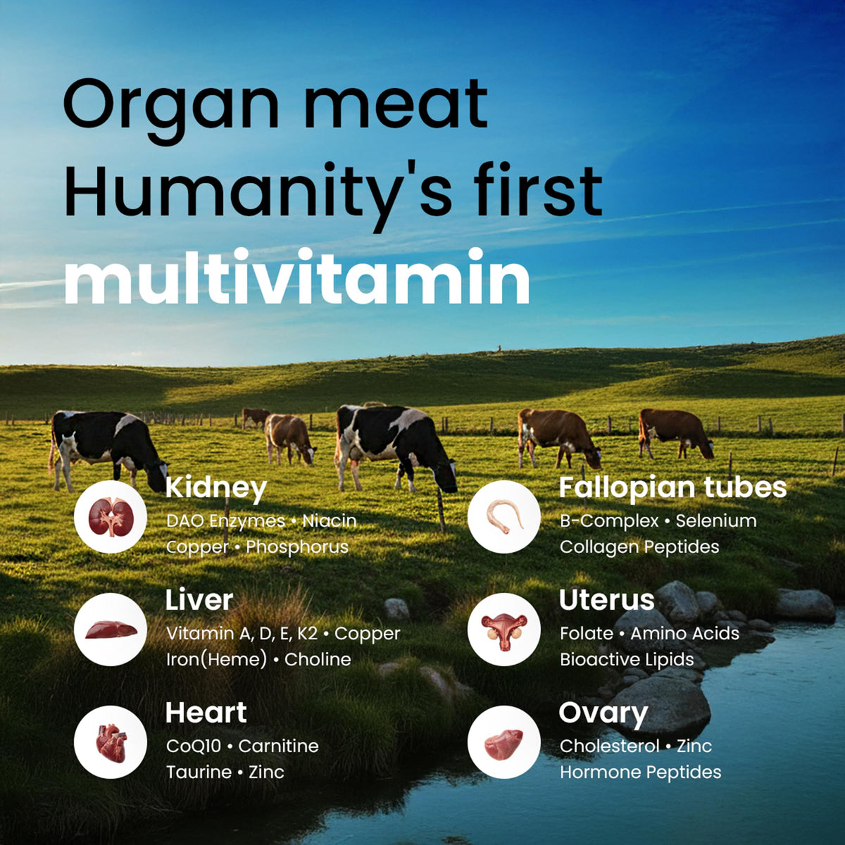 Bloomeo Babe grass-fed bovine organ supplement bottle with capsule preview