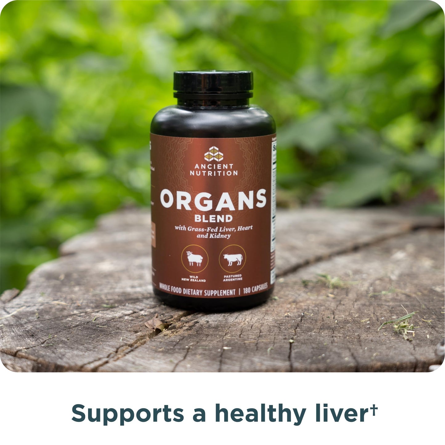 Ancient Nutrition multi glandular liver heart and kidney capsules size comparison