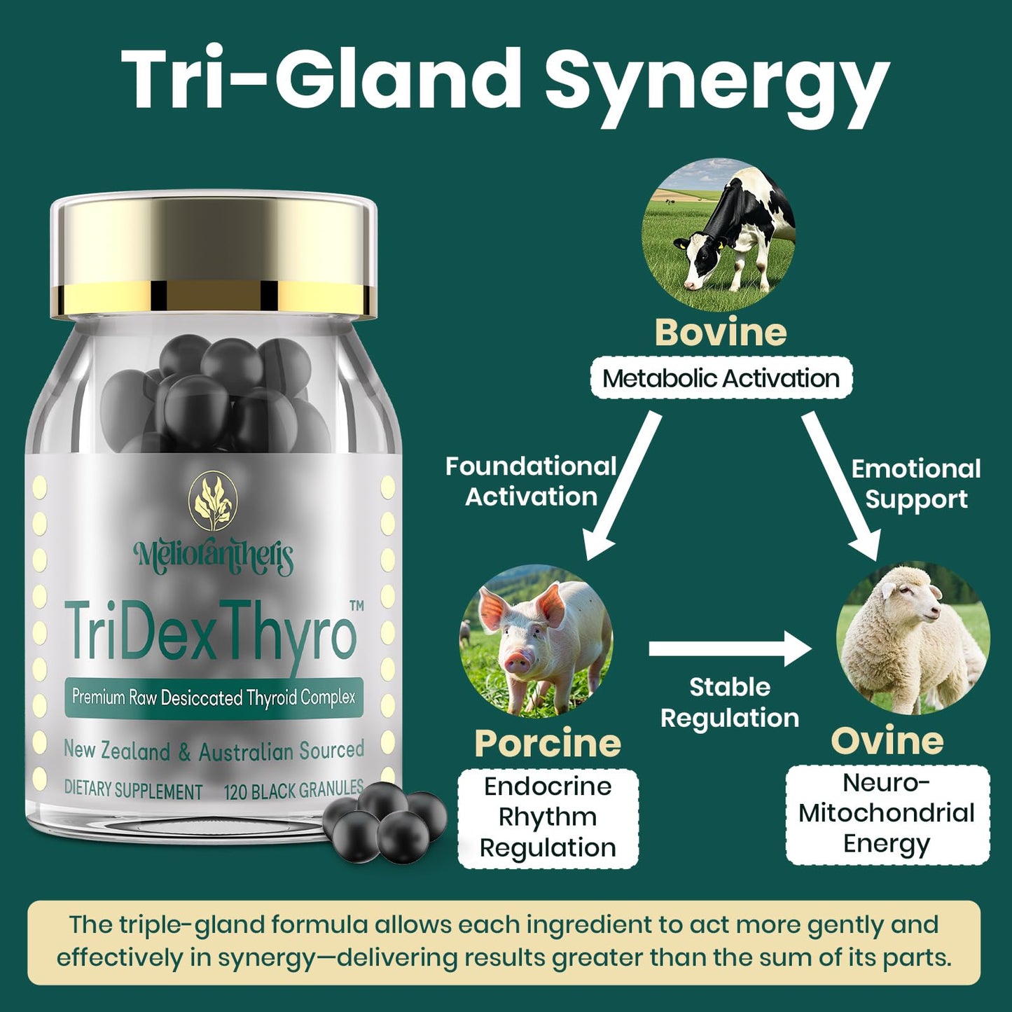 Close up view of the black granules from the authentic USA imported thyroid complex.