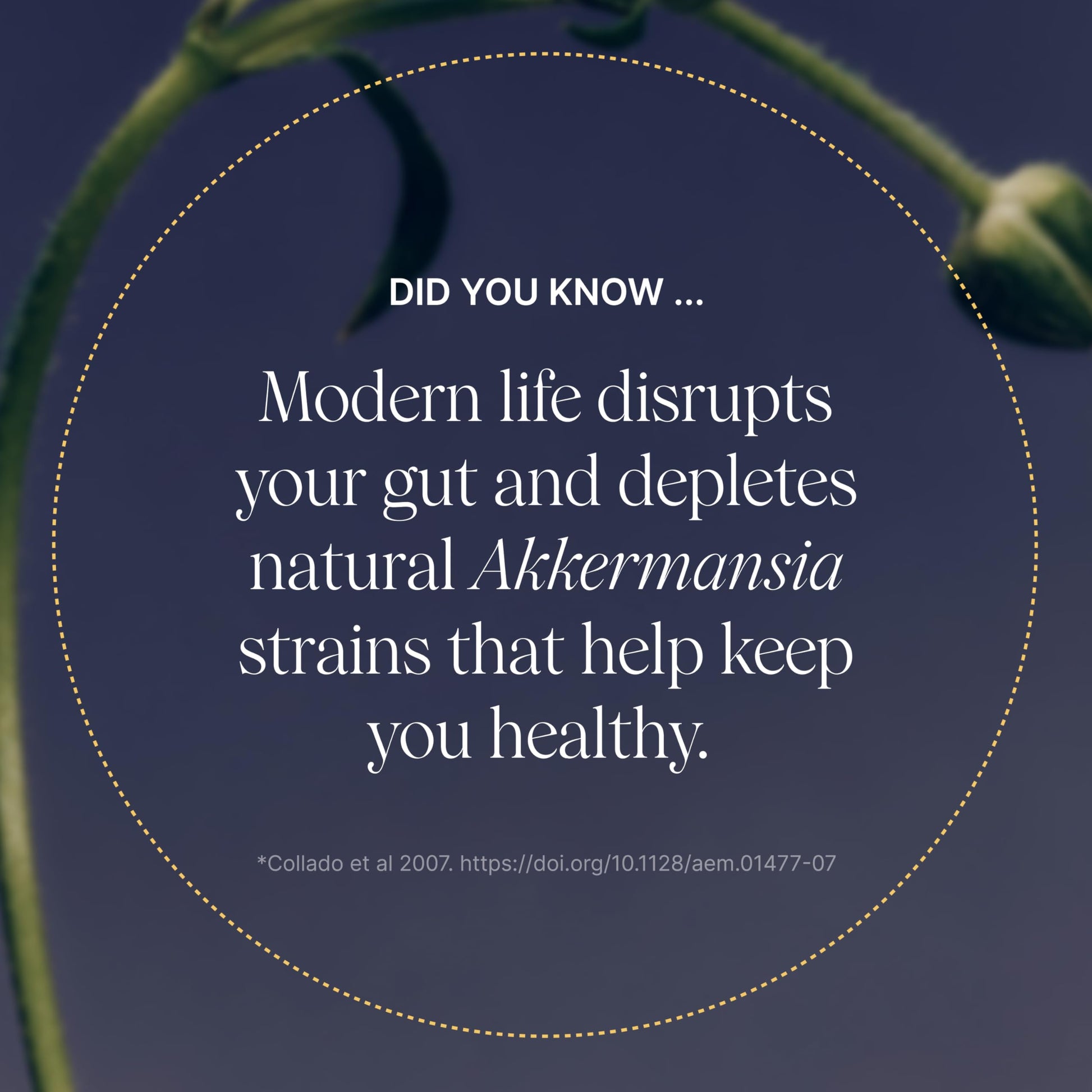 Pendulum Akkermansia dietary supplement bottle angled view showing clear serving size information
