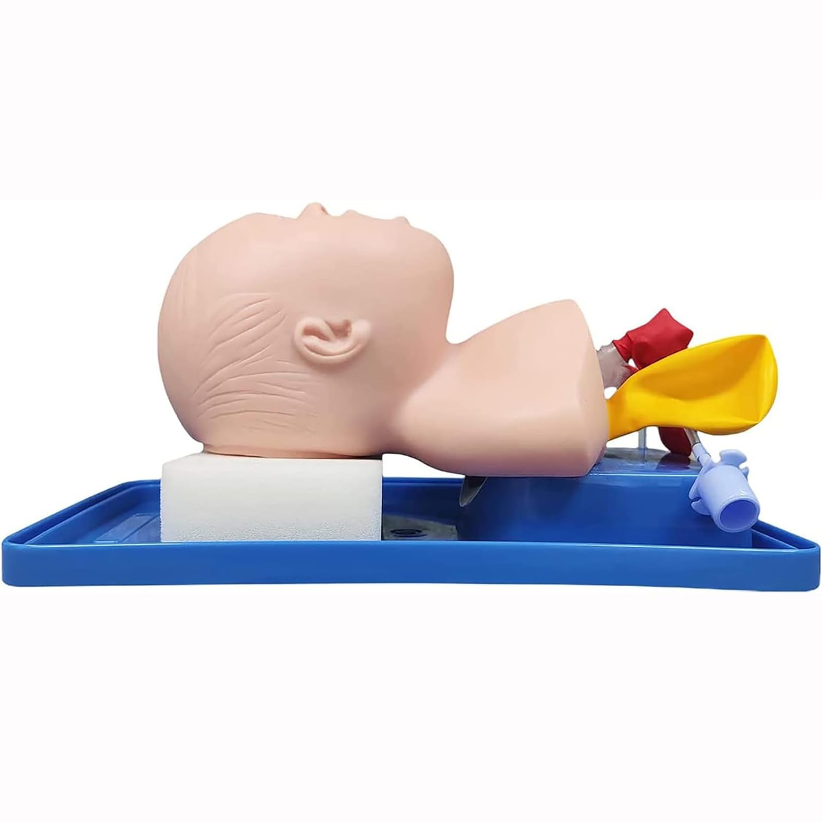 Durable P9IDEDFH airway trainer close up highlighting the tongue pharynx and vocal cords landmarks.