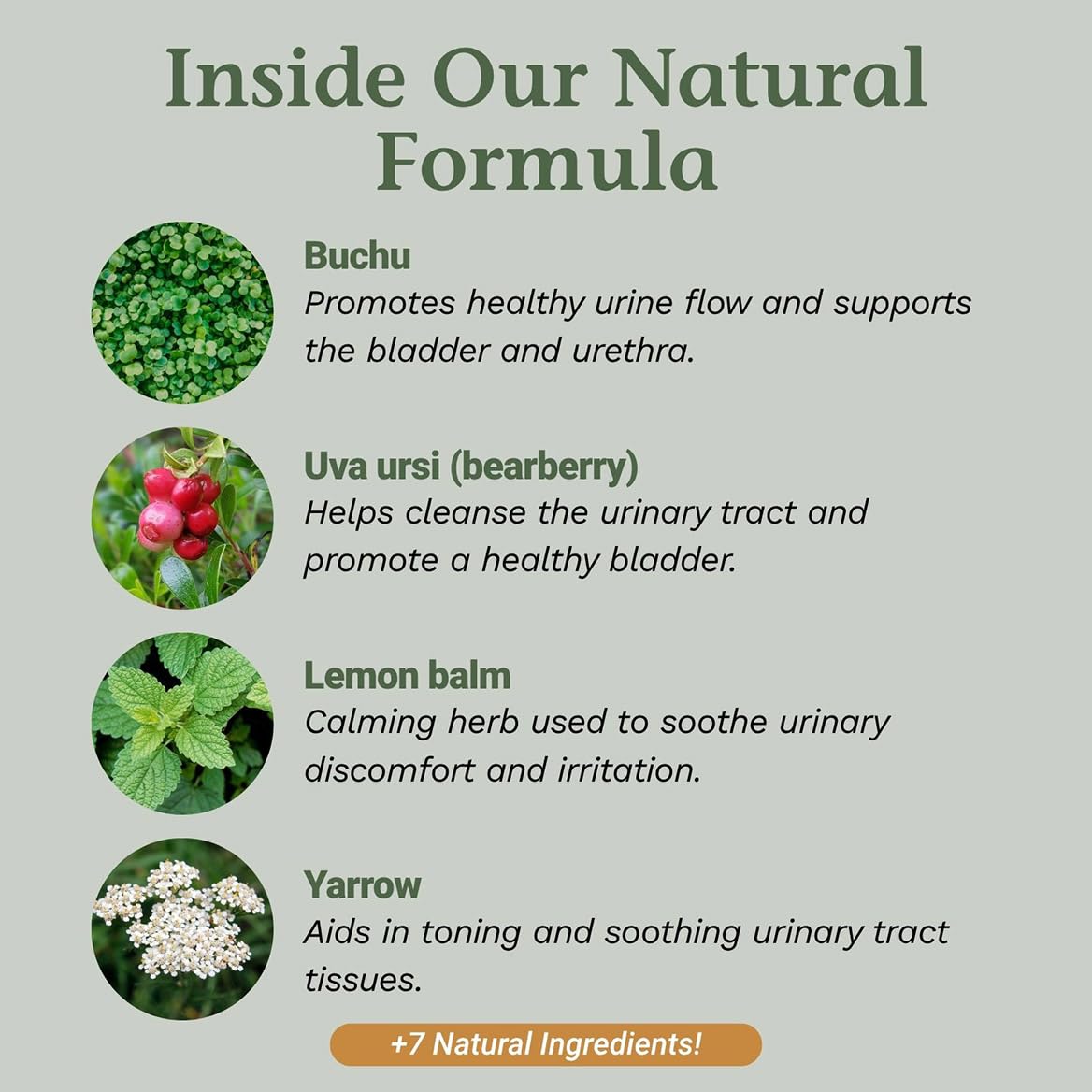 Native Remedies UTI-Clear supplement facts showing organic ingredients list