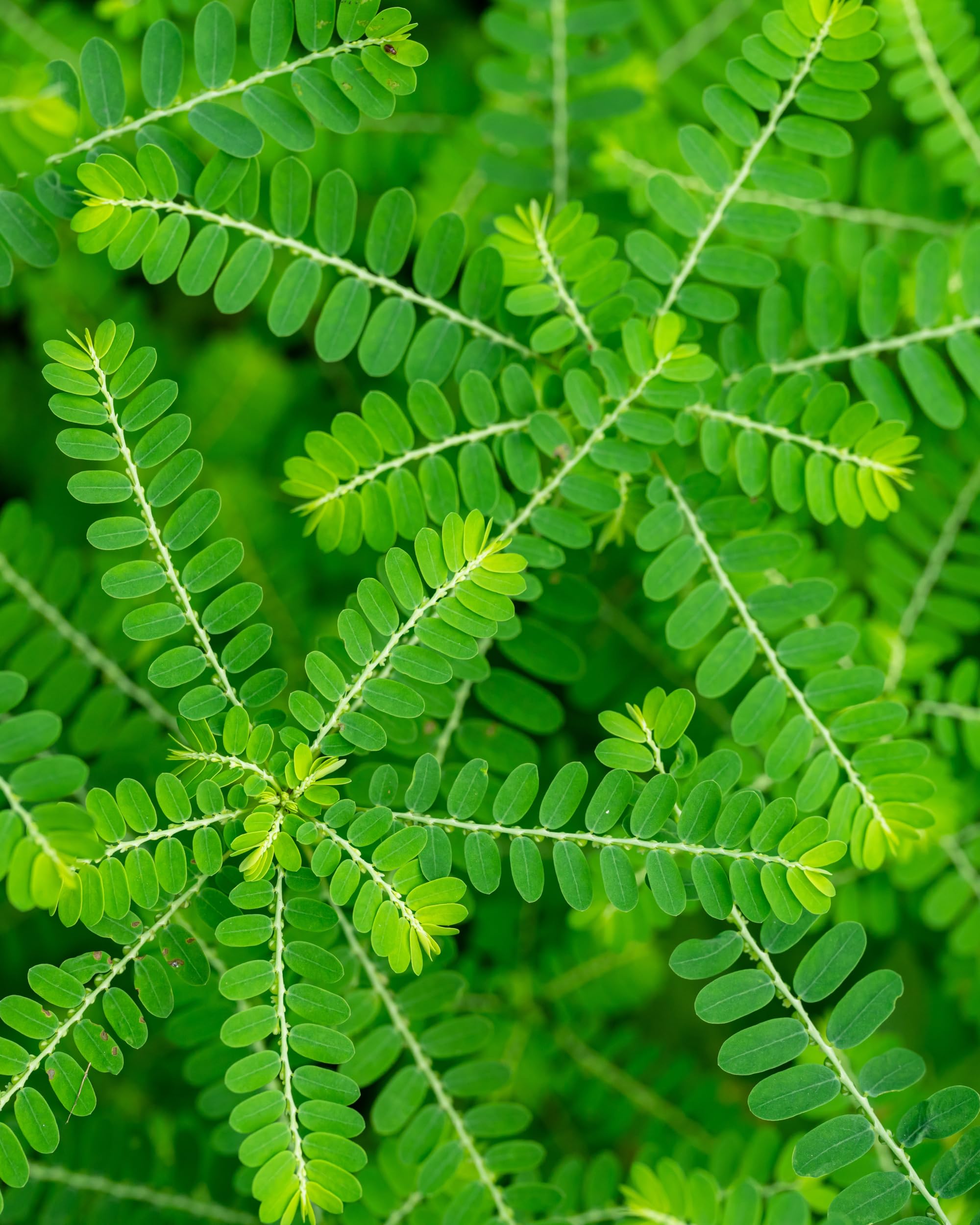 Sustainably wildcrafted Phyllanthus niruri herbal supplement bottle