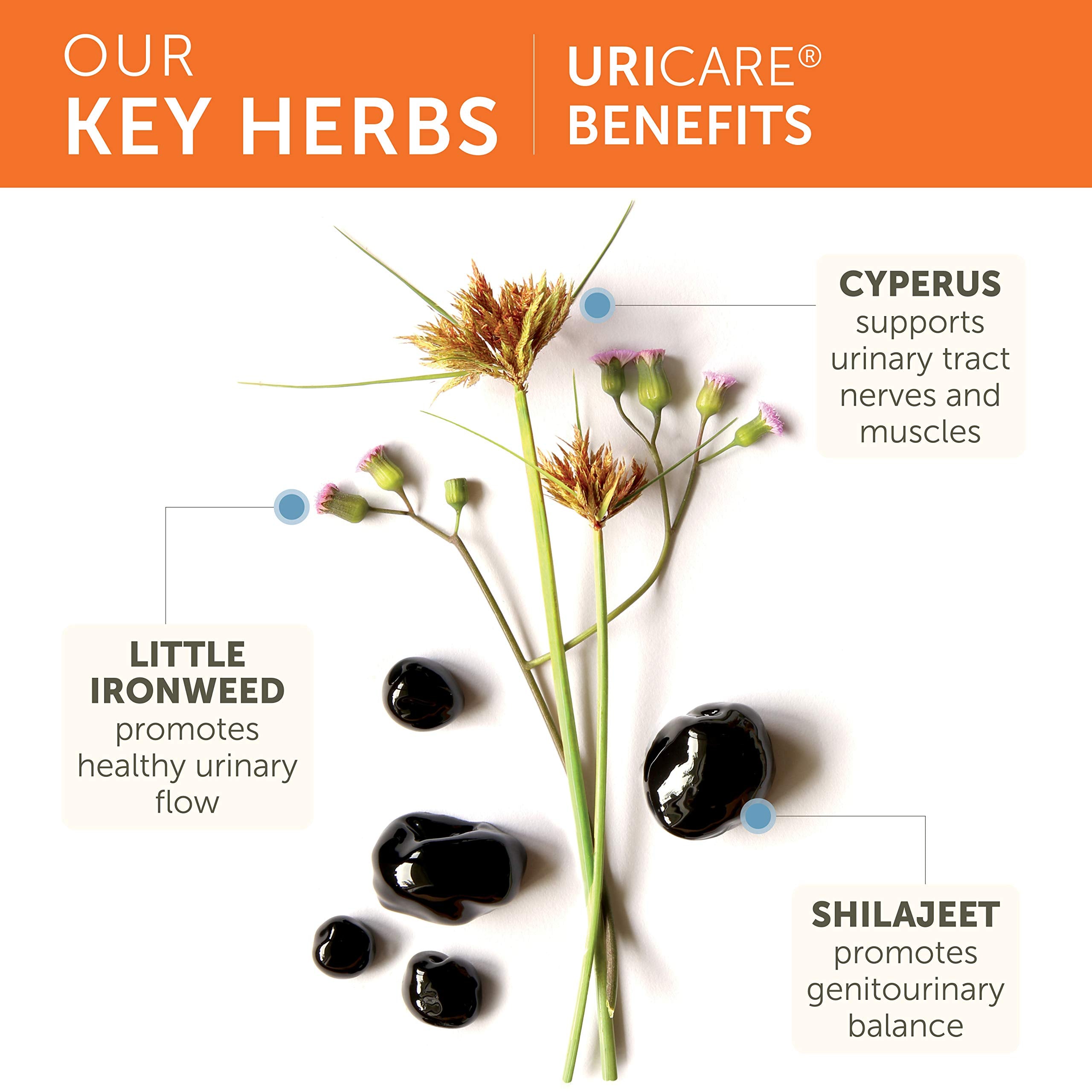Supplement facts and suggested usage instructions on the back of the Himalaya UriCare label.