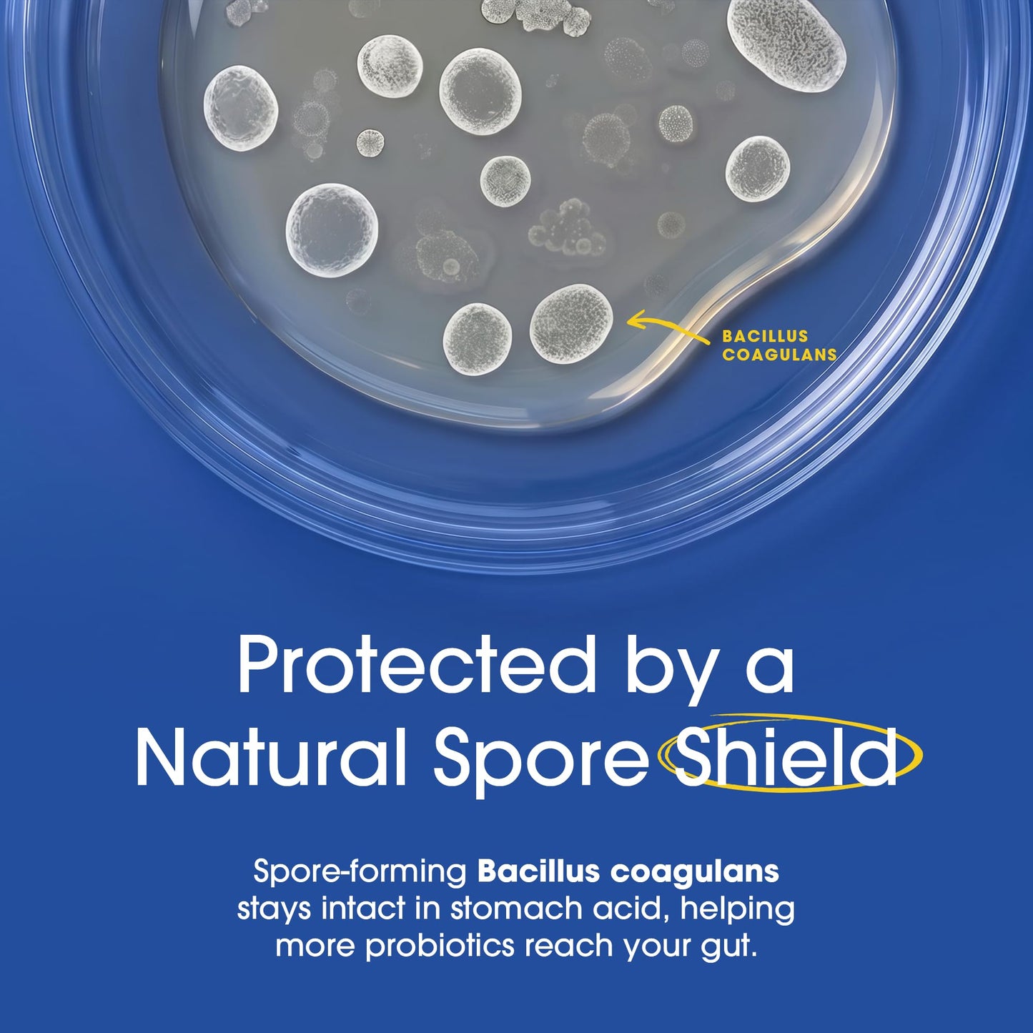 Vegan gluten-free probiotic formula bottle showing certified non-GMO seal