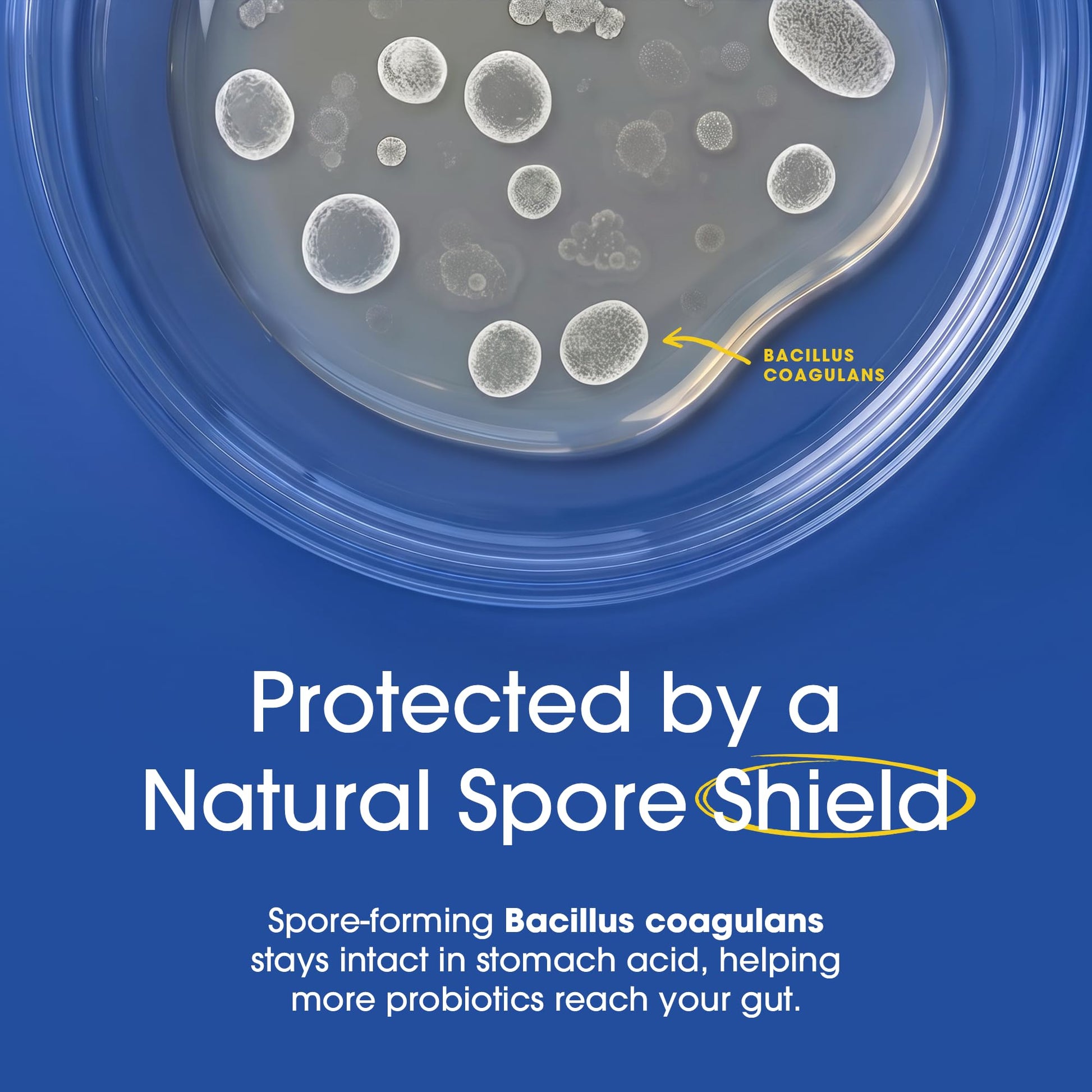 Vegan gluten-free probiotic formula bottle showing certified non-GMO seal