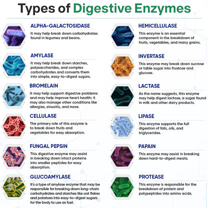 Wholesome Wellness plant based digestive capsules showing vegan non GMO certified seals