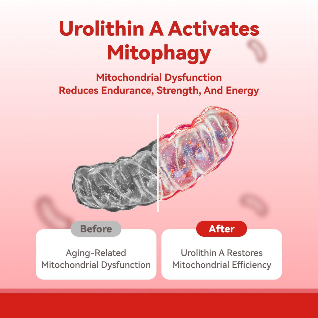 Inner Brightness Urolithin A ingredients and benefits detail