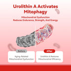Inner Brightness Urolithin A ingredients and benefits detail