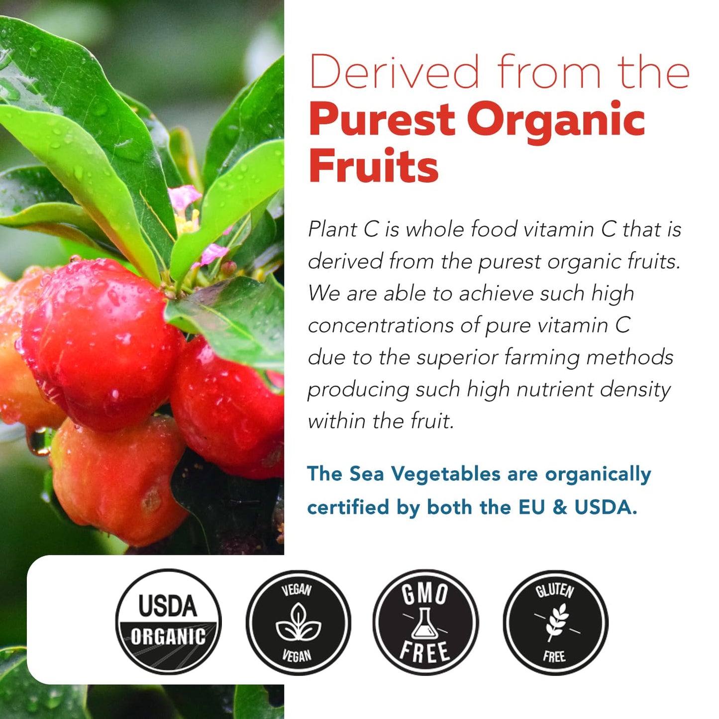 A perspective shot of Triquetra Health Plant-C showing a three month supply of vegan capsules.
