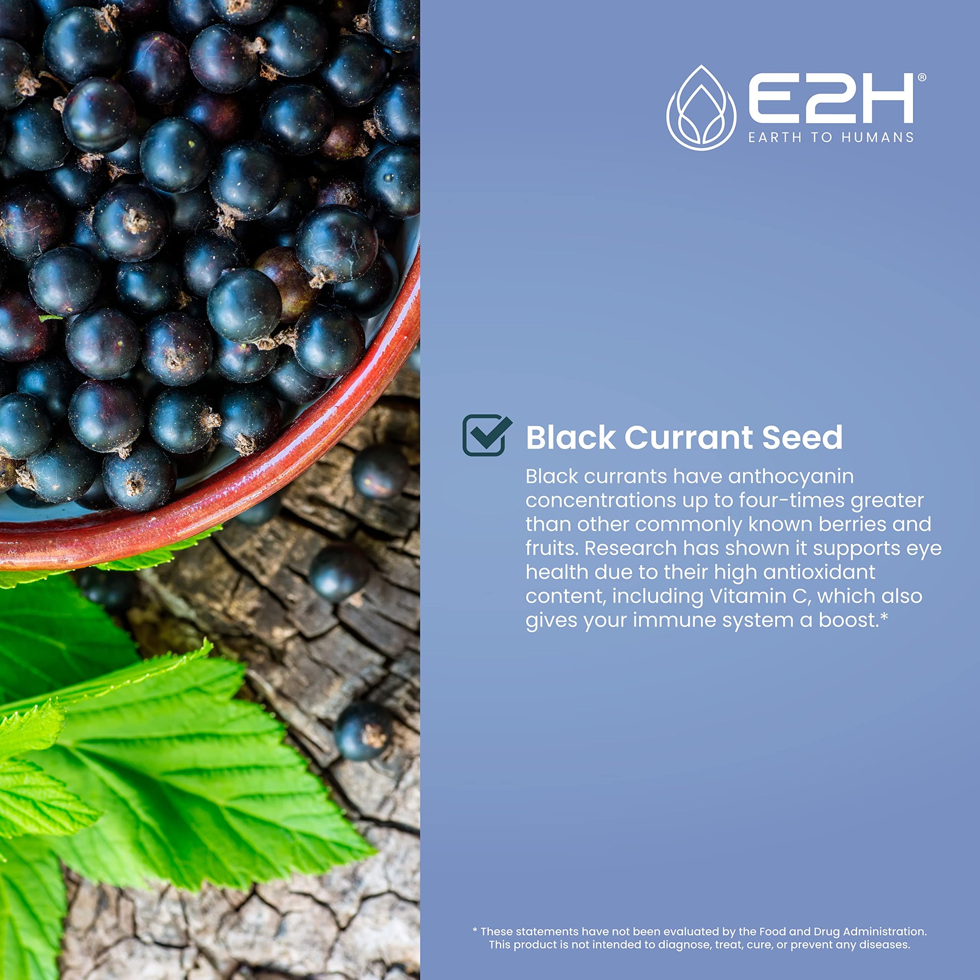 Close up of E2H black currant supplement dropper bottle