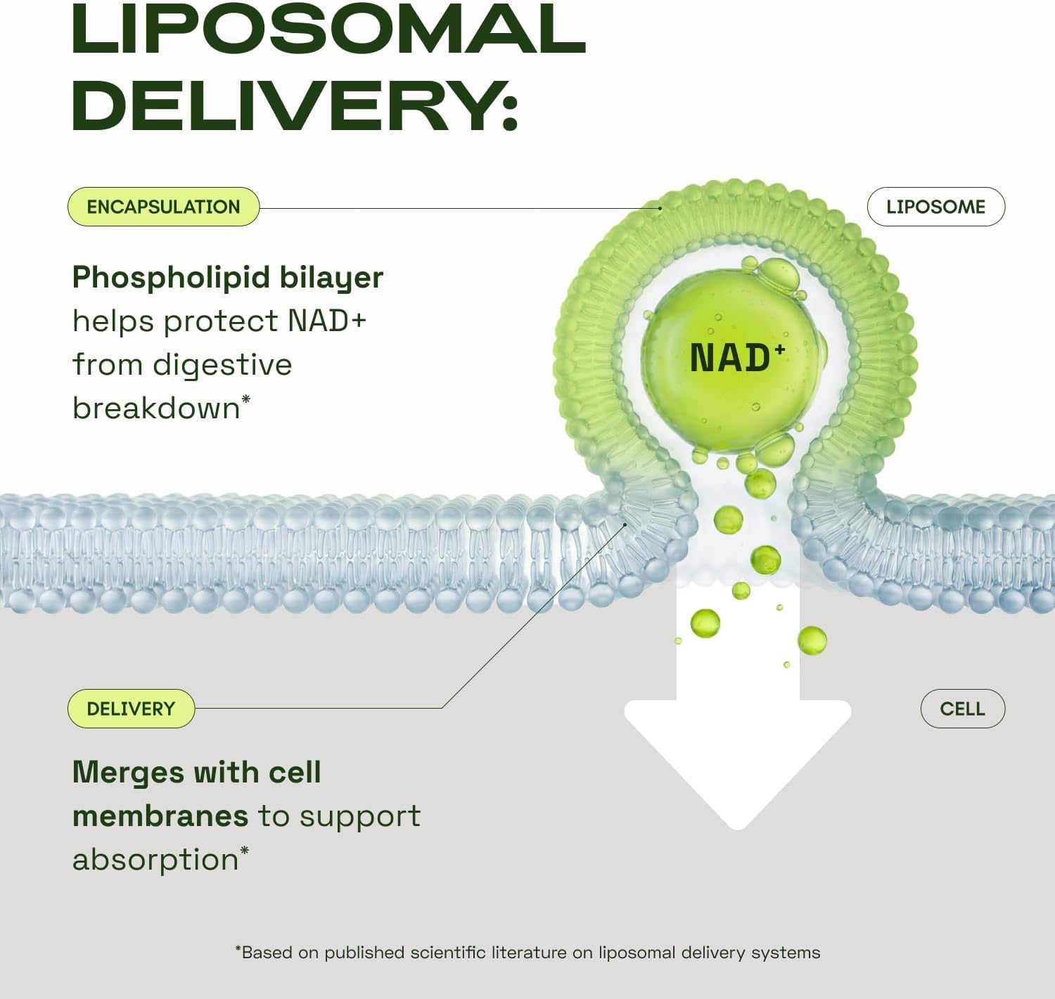 Close up of Cata-Kor NAD+ supplement nutritional facts