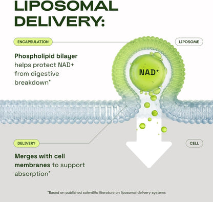 Close up of Cata-Kor NAD+ supplement nutritional facts