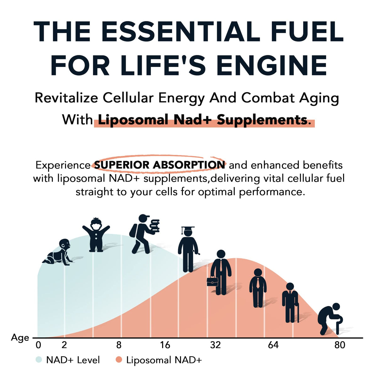 Back label view of Fabamax 120 softgels listing high potency cellular energy ingredients
