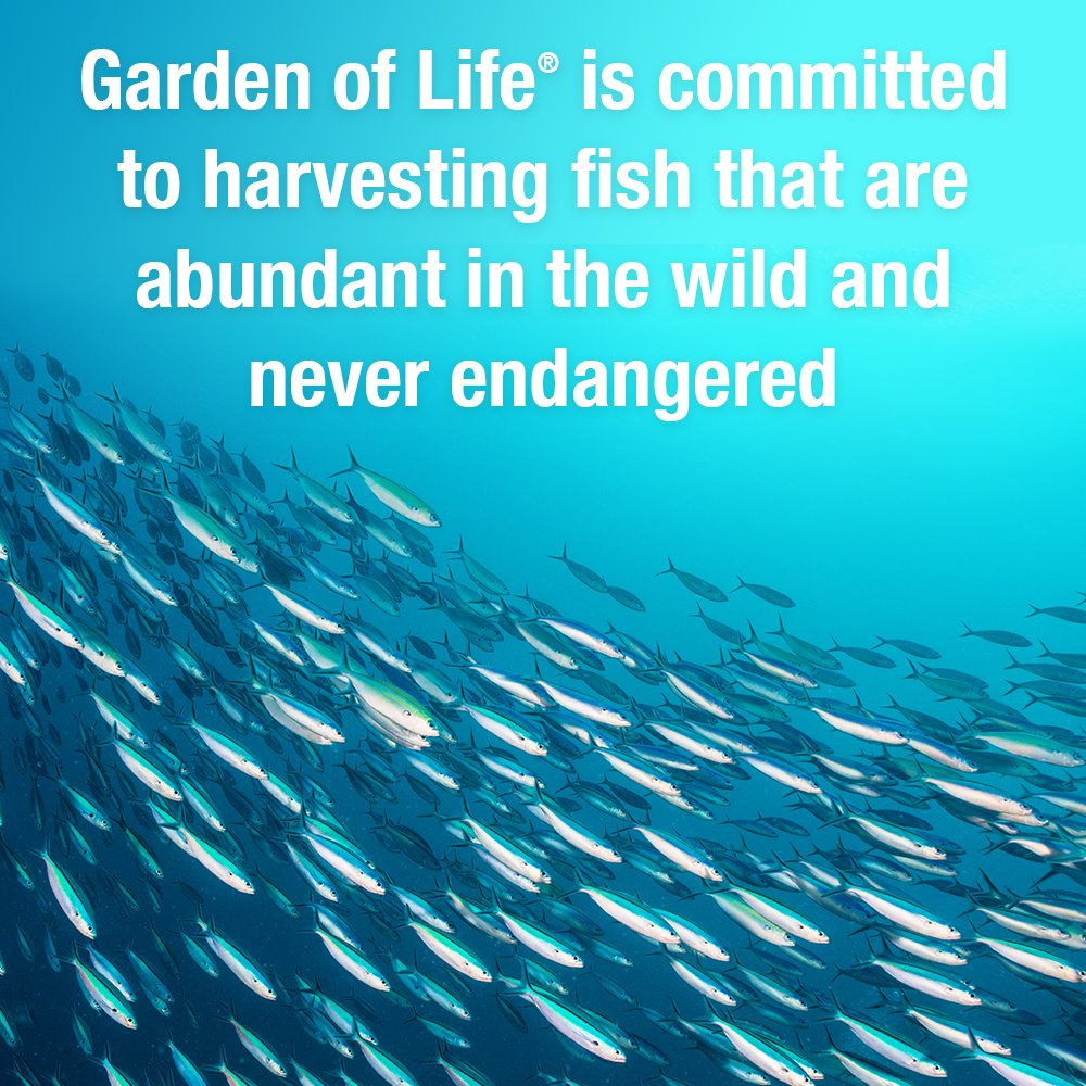 Premium prenatal fish oil softgels by Garden of Life for baby brain development