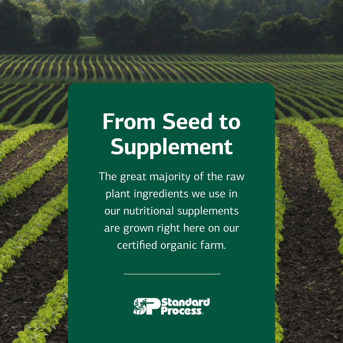Imported USA Standard Process Catalyn foundational support tablets