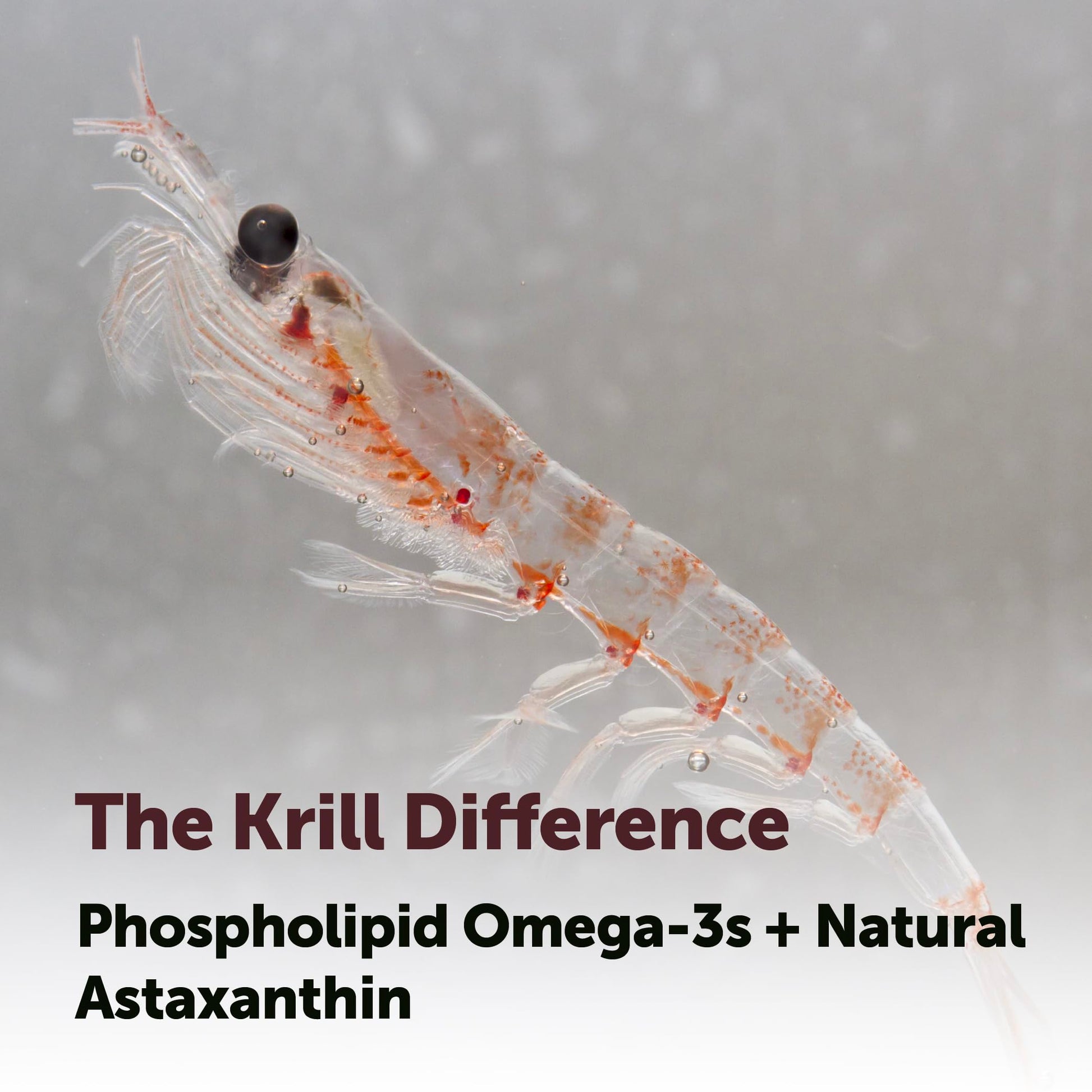 Micro Ingredients non GMO gluten free marine omega 3 dietary softgels