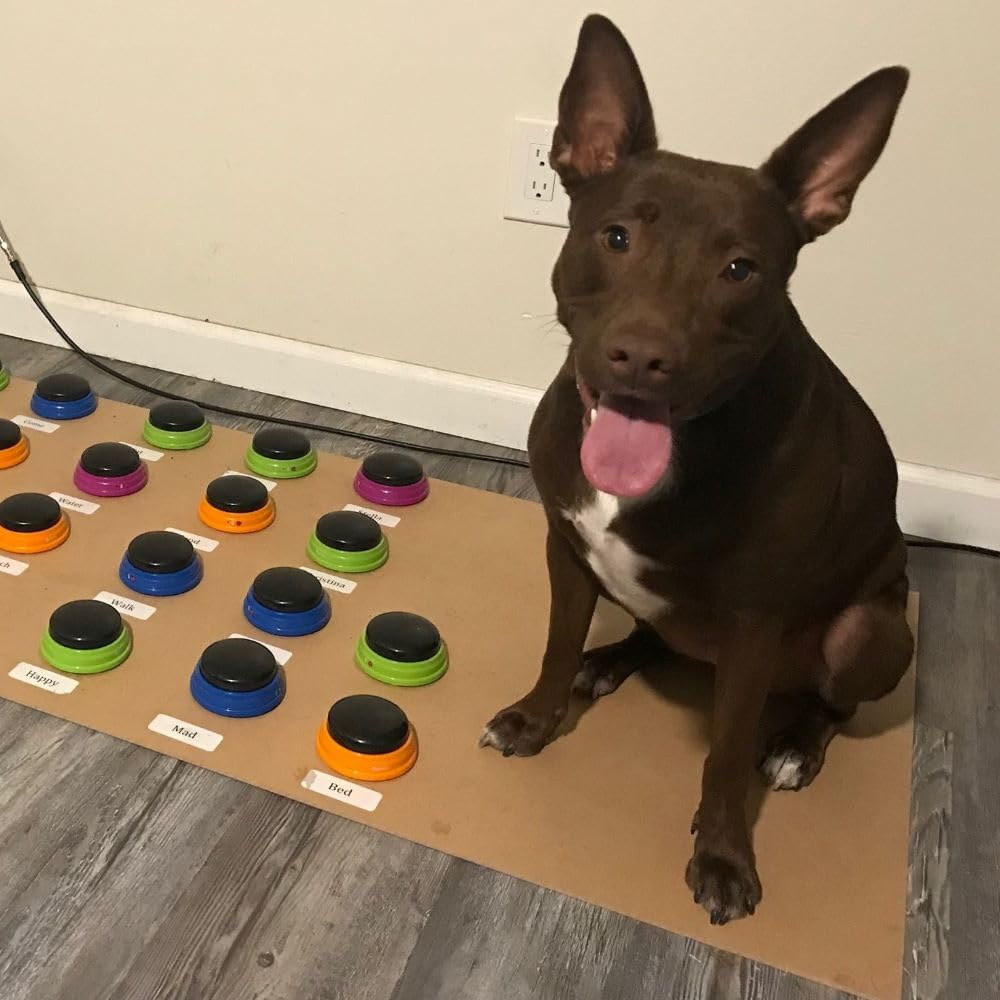 Smart dog pressing a colorful plastic talking button with its paw during an interactive training game