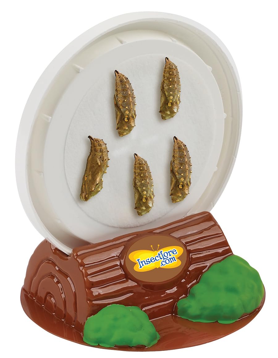 Educational STEM butterfly garden refill kit packaging with live caterpillars and instructions.