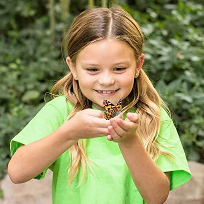 Beautiful Painted Lady butterflies emerging inside a mesh habitat from the Insect Lore kit.