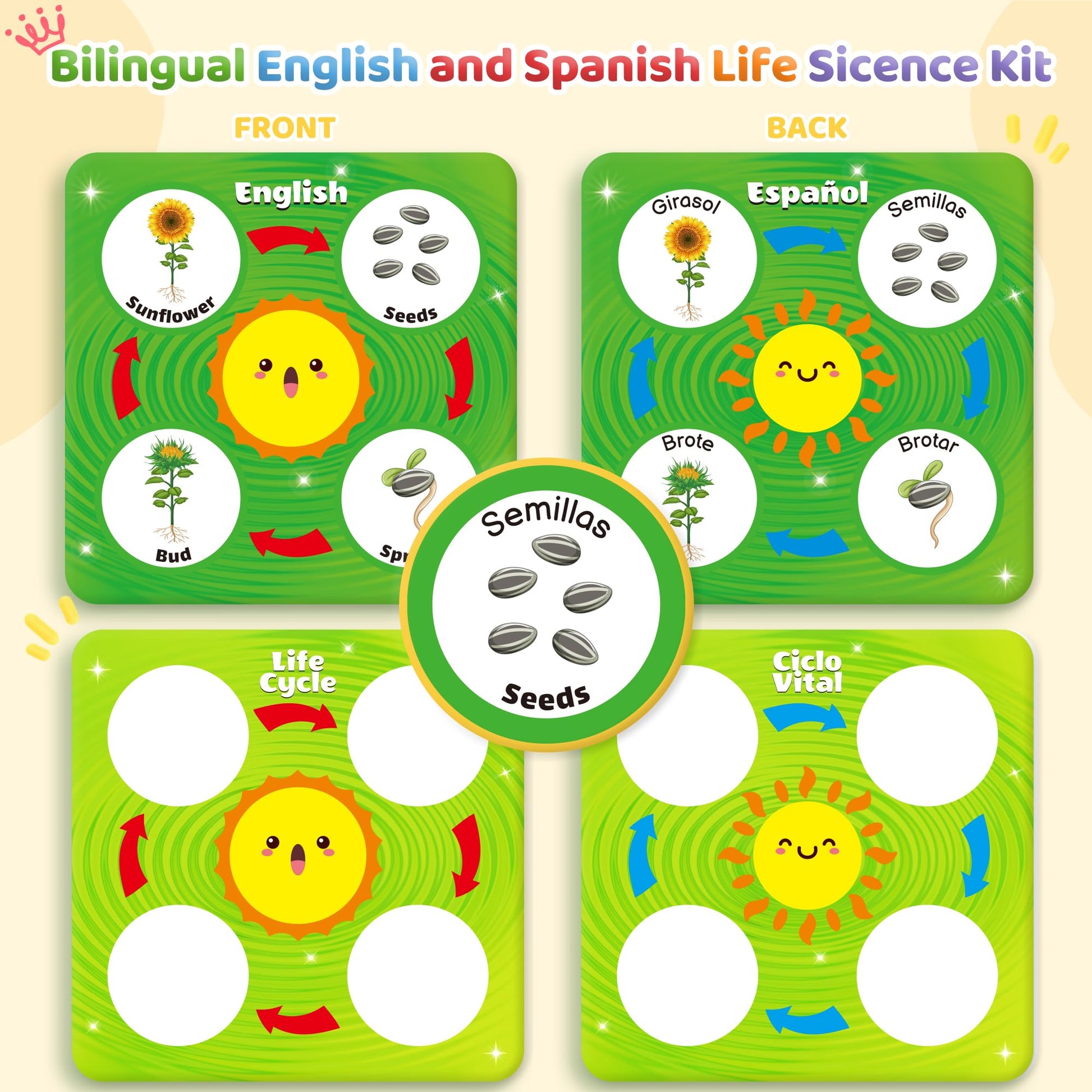 Montessori science toy showcasing butterfly growth stages with English and Spanish text markings.