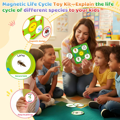 Children matching frog growth phase magnets onto the ArRuKi KIDS life cycle board.