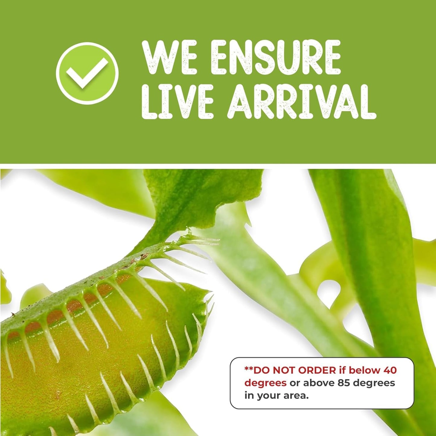 Nature Gift carnivorous plant bundle displaying the dried fly larvae food package and green plastic feeding tweezers.