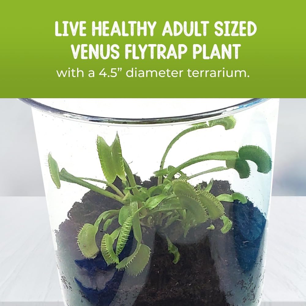 Close up view of the healthy two to three inch live bug eating plant with active open traps ready for feeding.