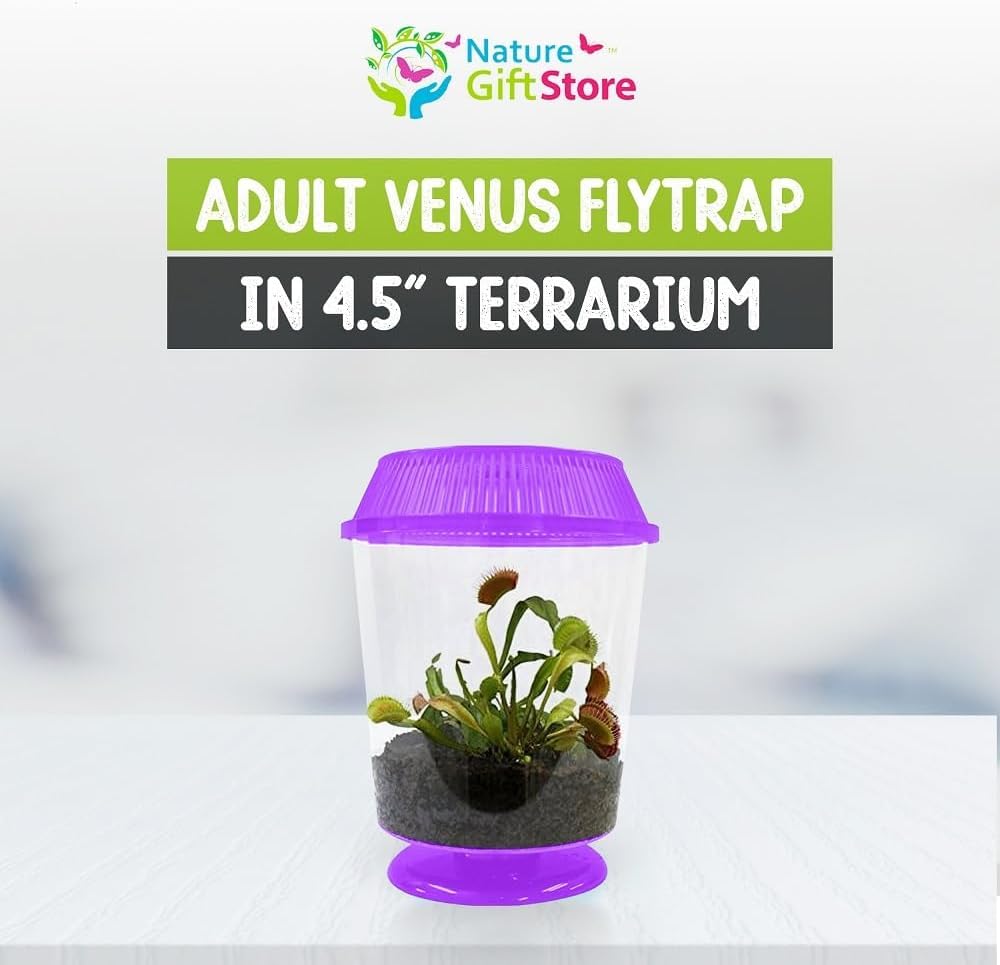 The complete USA imported Nature Gift Venus Flytrap setup with the clear four point five inch container and purple lid.