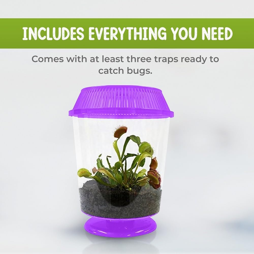 Top view of the purple terrarium lid highlighting the compact design suitable for indoor home decor.