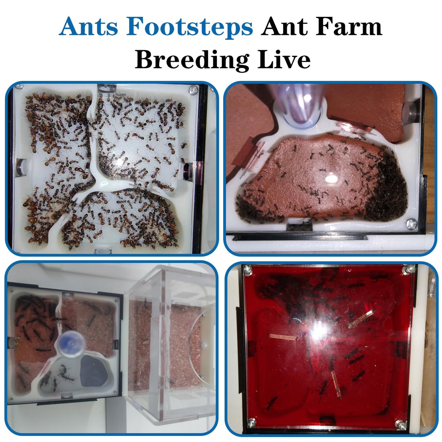 Ants Footsteps kit with the protective dark sunshade attached to the nesting section