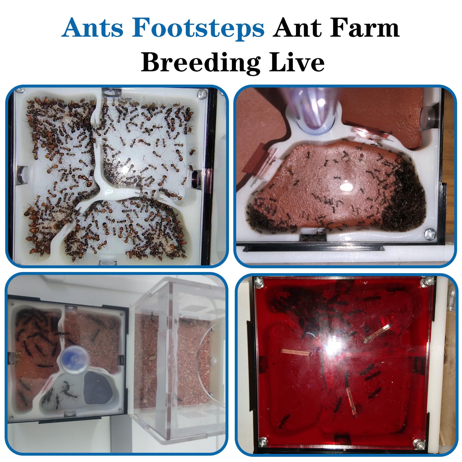 Ants Footsteps kit with the protective dark sunshade attached to the nesting section