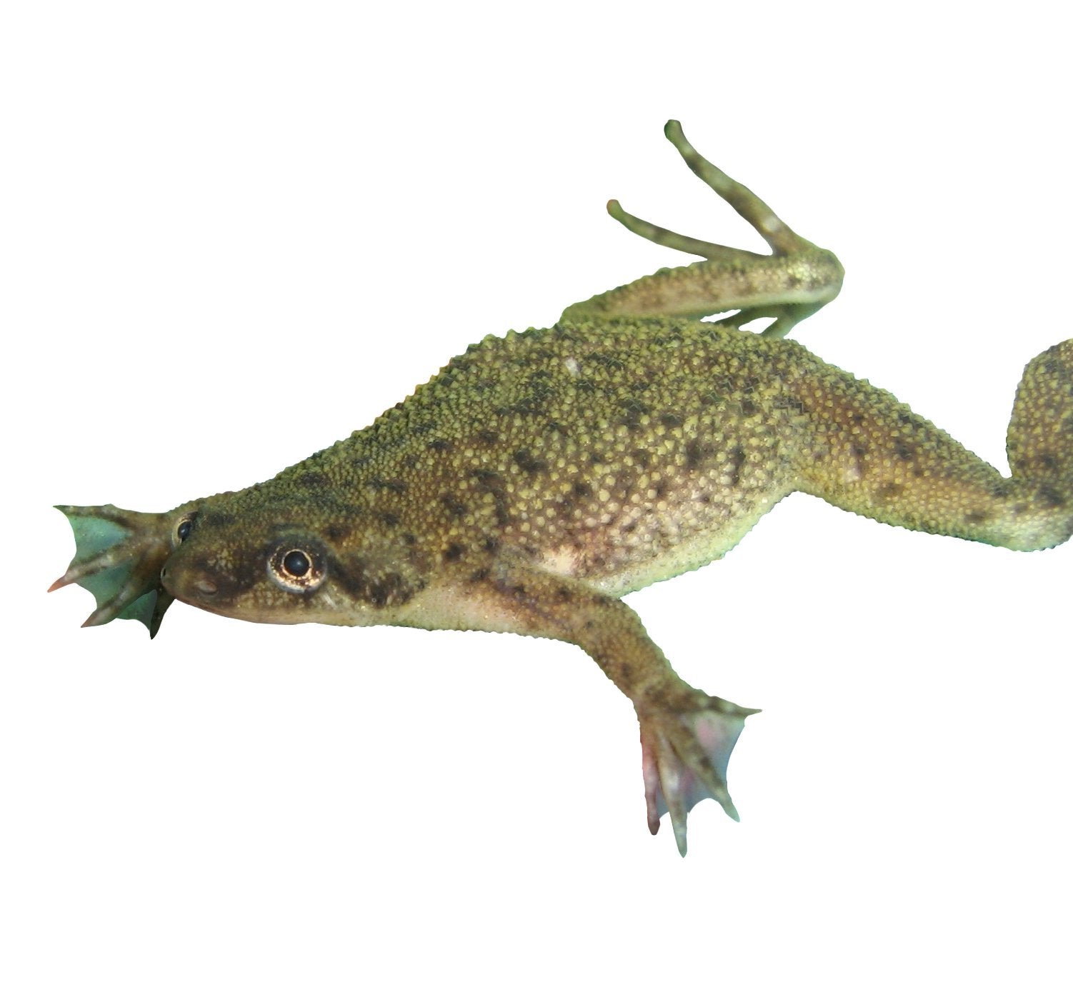 Close up view of the specialized frog food and water conditioner bottle from Nature Gift Store