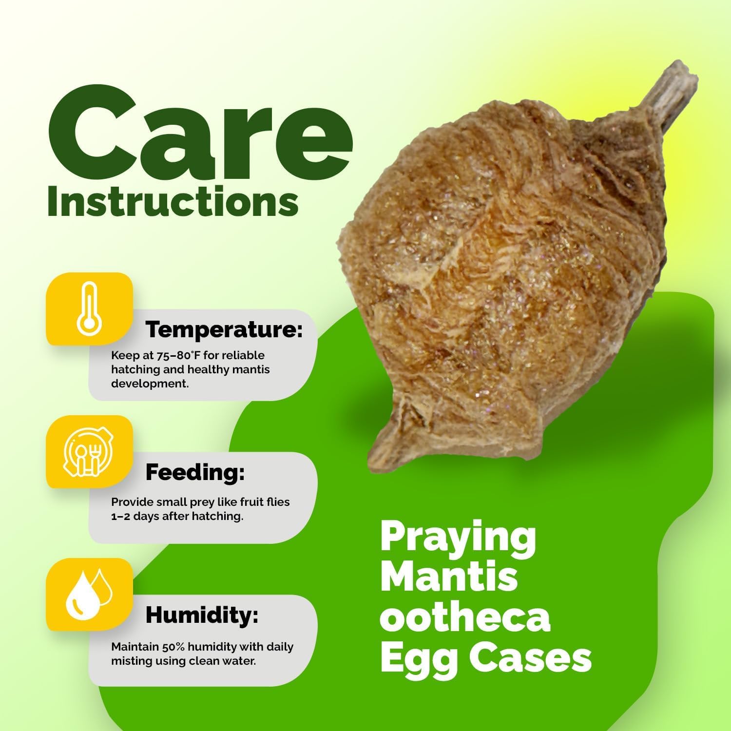 Educational generic praying mantis hatching setup with a focus on the protective foam structure of the ootheca