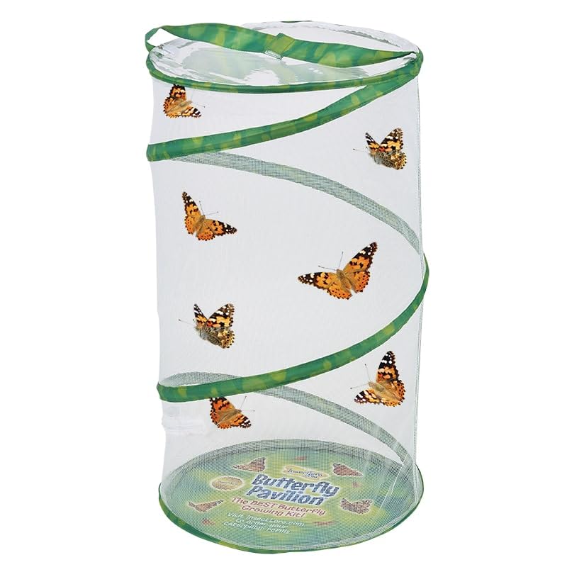 Two live cups of Insect Lore Painted Lady caterpillars filled with specialized nutrient food