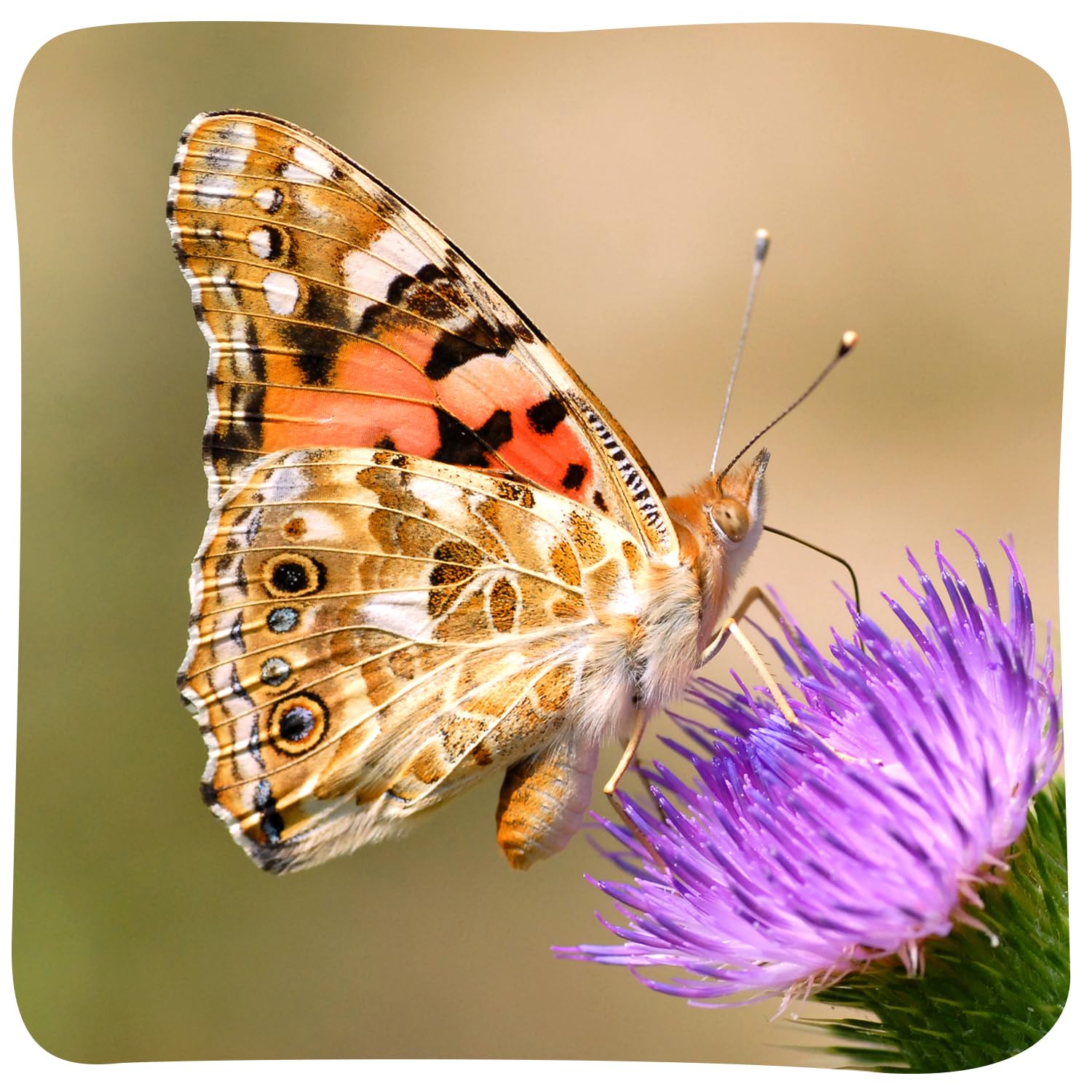 Close up view of Painted Lady caterpillars inside the Insect Lore observation cup