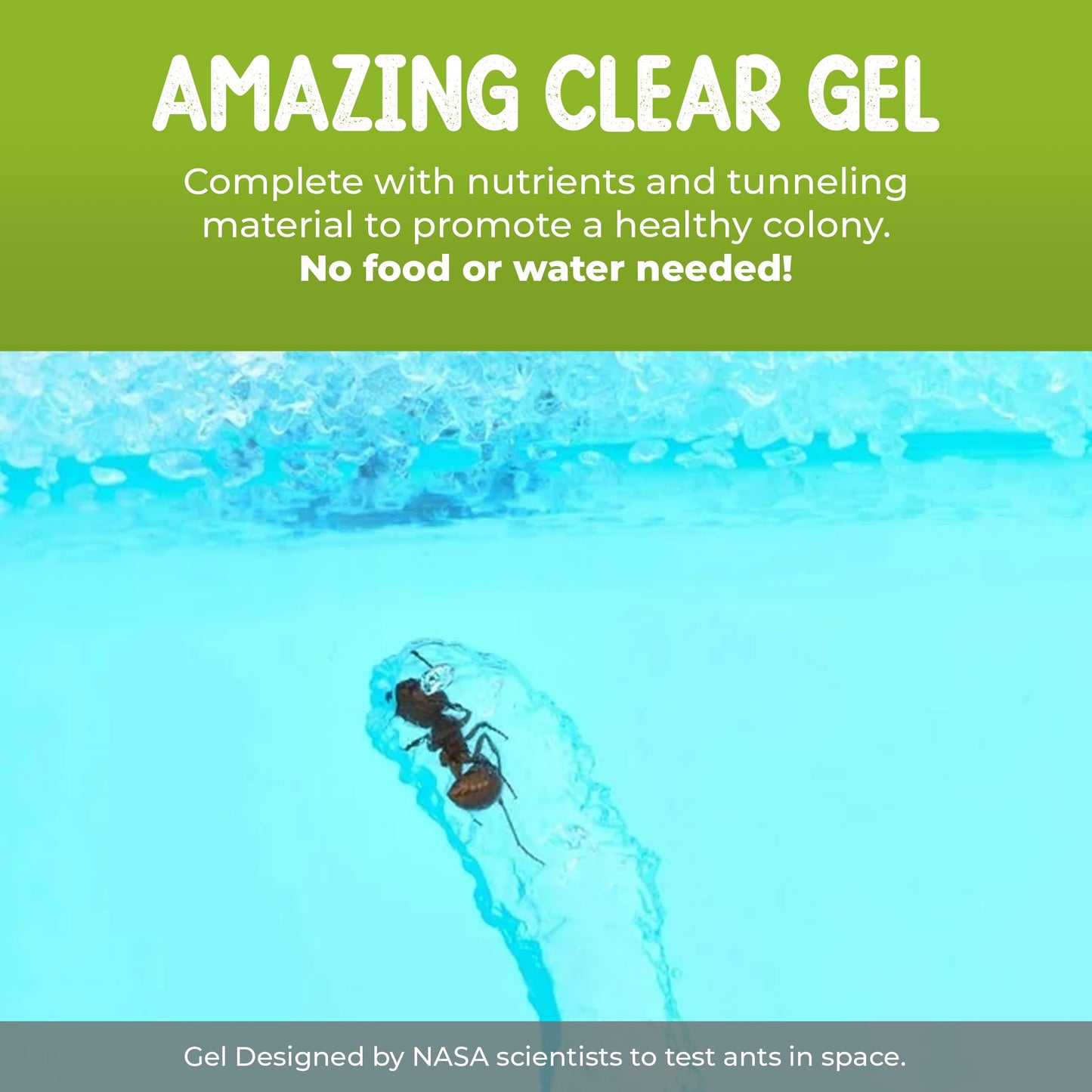 Close up view of ants working inside the Nature Gift Store clear nutrient gel ecosystem