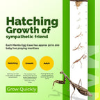 USMANTIS ootheca egg case placed inside the reusable plastic hatching cup for temperature-controlled incubation.