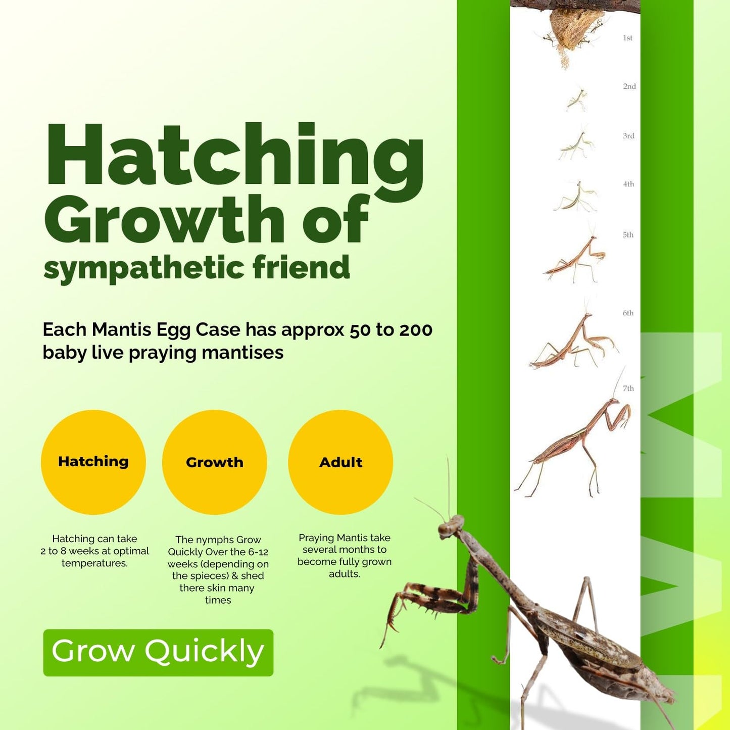 USMANTIS ootheca egg case placed inside the reusable plastic hatching cup for temperature-controlled incubation.